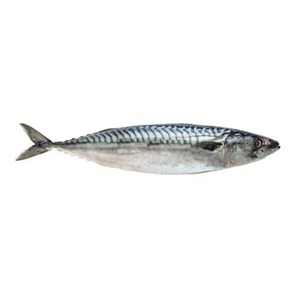 Westcoast hele Makreel 20 kilo