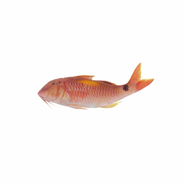 Indische rode mullet 10 kilo - Afbeelding 3