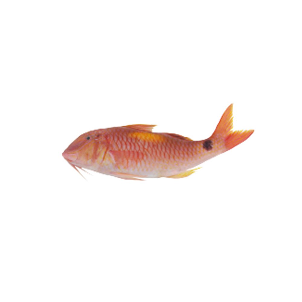 Indische rode mullet 10 kilo